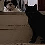 animal, black_cat, cat, companion, curious, curious_look, dog, domestic, door, door_handle, floor, fluffy_dog, household, indoor, pet, quiet, shadow, stairs, step, worn_stairs