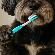 Theo joined the competition — help win amazing prizes! dog, pet, toothbrush, paw, fur, cute, animal, portrait, closeup, indoors, brushing, face, mouth, mammal, friendly, healthy, clean, grooming, black_fur, white_fur