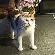 Simba participe au concours pour gagner de l'argent avec cette photo : animal, bell, bouquet, cat, collar, countertop, curious, domestic_cat, ears, feline, flowers, indoor, kitchen, pet, pink_flowers, shadow, standing, tail, whiskers, white_flowers