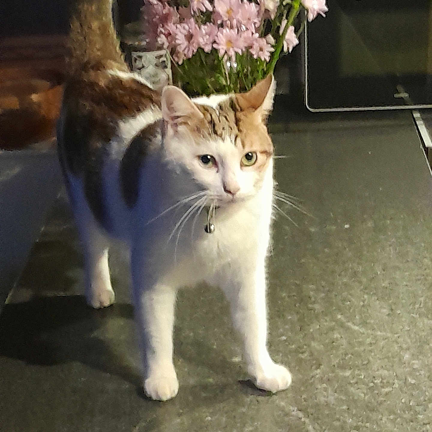Simba participe au concours pour gagner de l'argent avec cette photo : animal, bell, bouquet, cat, collar, countertop, curious, domestic_cat, ears, feline, flowers, indoor, kitchen, pet, pink_flowers, shadow, standing, tail, whiskers, white_flowers