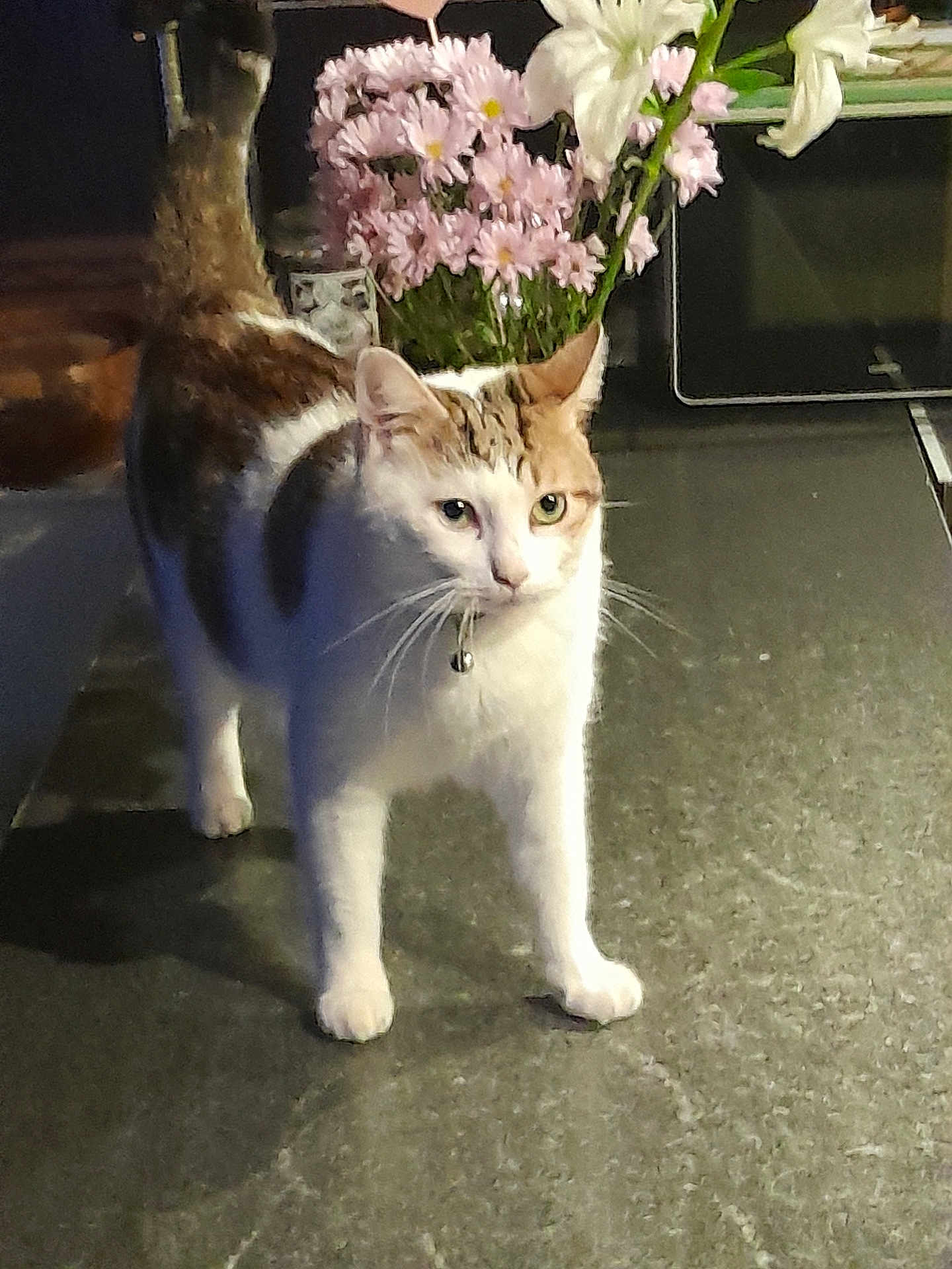Simba