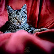 Bacchus a rejoint le concours — aidez-le/la à gagner de superbes lots ! kitten, cat, tabby, whiskers, fur, wide_eyes, alert, red_blanket, plush, cozy, soft_lighting, indoor, pet, animal, cute, young_cat, resting, close_up, feline, domestic_cat