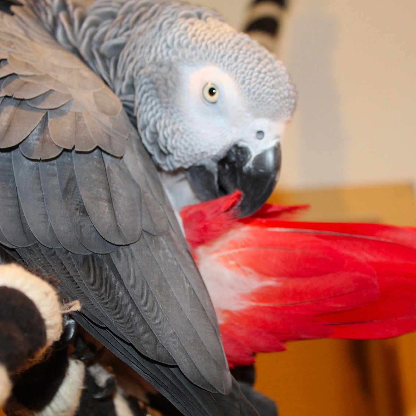 Coco participe au concours pour gagner de l'argent avec cette photo : african_grey, beak, bird, budgie, feather, macaw, parakeet, parrot, vertebrate, wing