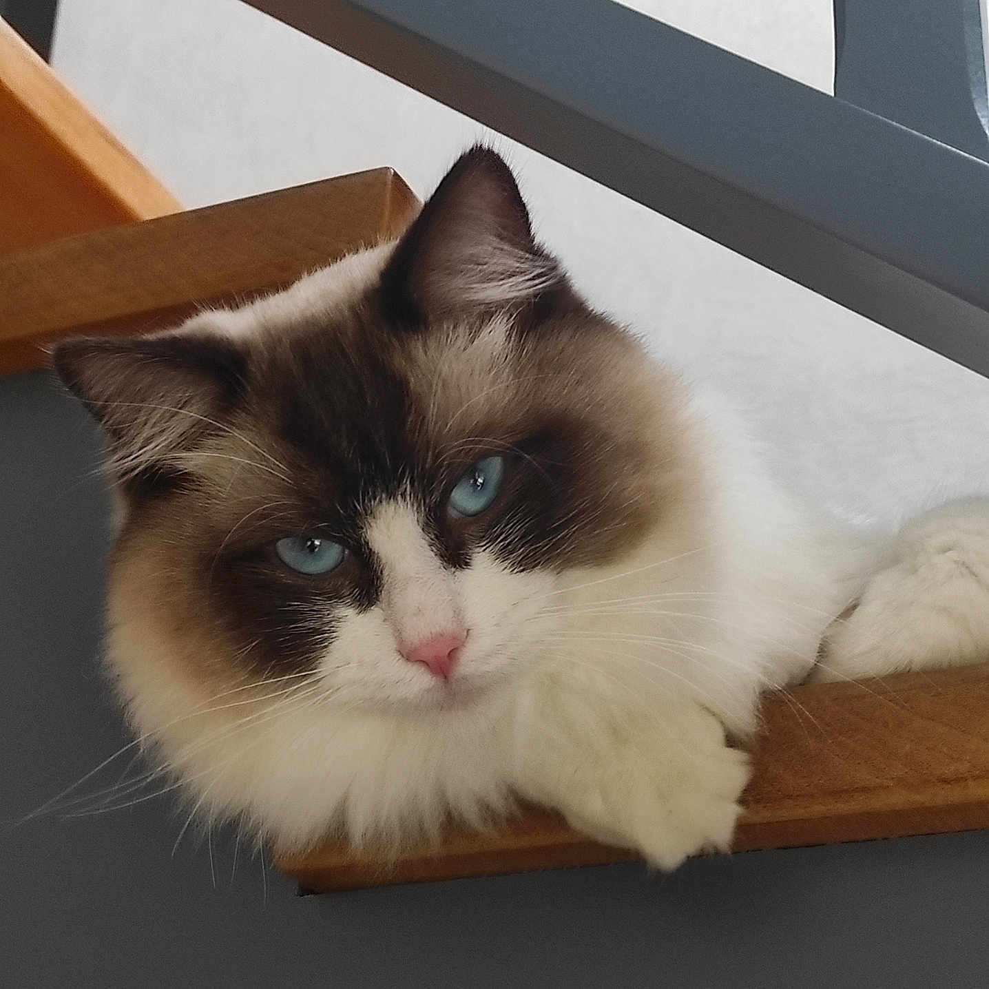 Marie France Goupil participe au concours pour gagner de l'argent avec cette photo : animal, blue_eyes, cat, close_up, cute, domestic_cat, feline, fluffy, fur, house, indoor, mammal, pet, pink_nose, portrait, railing, relaxed, resting, whiskers, wooden_stair