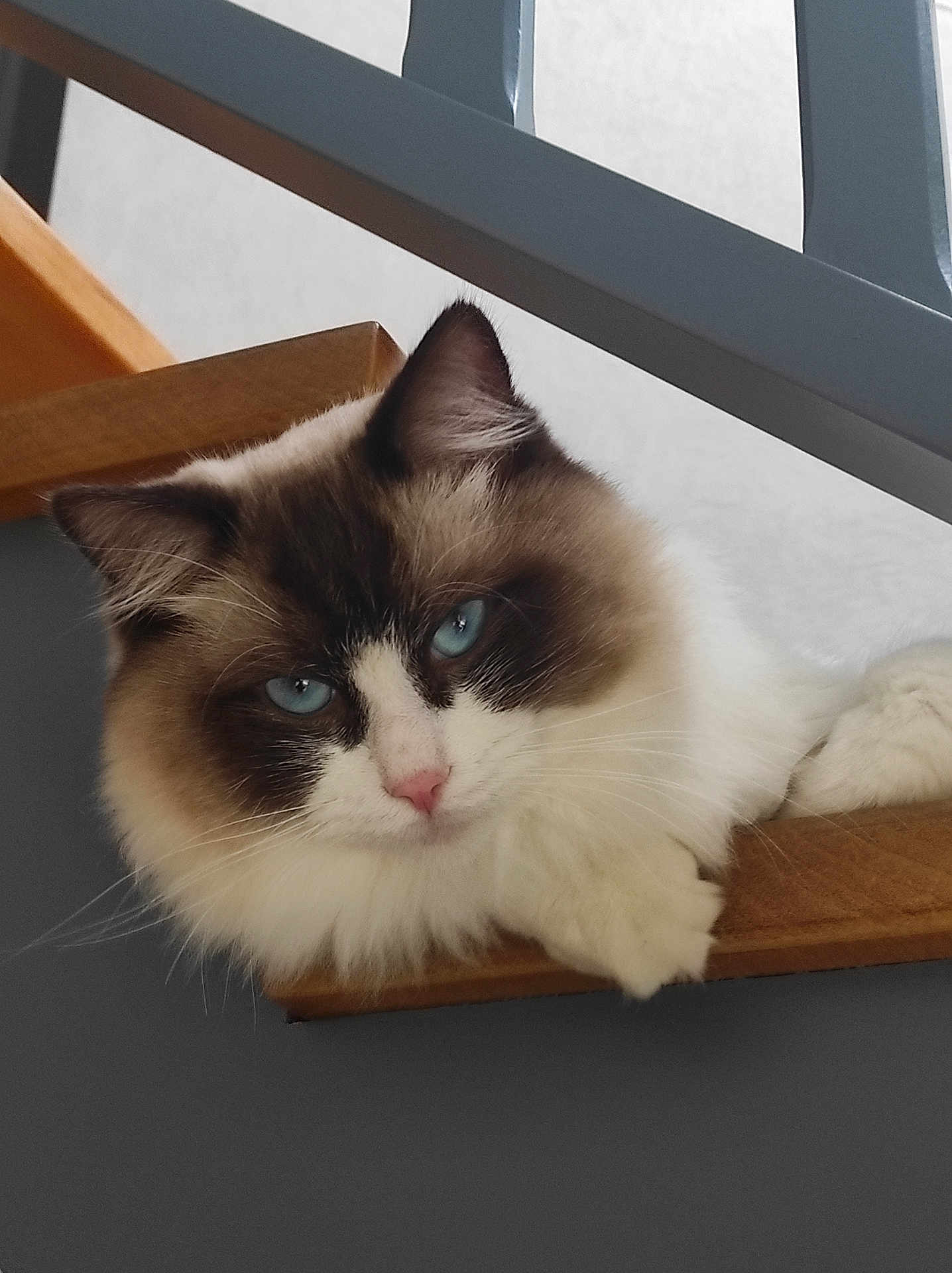 Marie France Goupil participe au concours pour gagner de l'argent avec cette photo : cat, fluffy, blue_eyes, pet, indoor, wooden_stair, relaxed, feline, close_up, animal, mammal, cute, portrait, resting, whiskers, pink_nose, domestic_cat, fur, house, railing