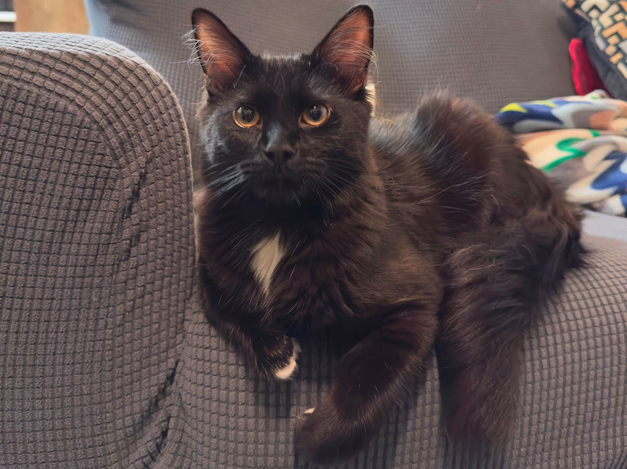 Boogie joined the competition — help win amazing prizes! black_cat, bombay, carnivore, cat, cat_supply, claw, comfort, domestic_short_haired_cat, felidae, fur, havana_brown, paw, pet_supply, sitting, small_to_medium_sized_cats, snout, tail, terrestrial_animal, whiskers