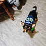 Rocky joined the competition — help win amazing prizes! black_and_brown_dog, clothing, curious, dog, ears, floor, furniture, household, indoor, jacket, jersey, light_floor, looking_up, number_1987, pet, seahawks, shadow, small_dog, tail, wooden_chair