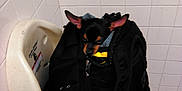 Rocky is registered to the contest to win money with this photo: baby_changing_station, backpack, bathroom, black_backpack, compact, corner, cozy, dog, ears, floor_tiles, indoors, peeking, resting, small_dog, stuffed, tile_floor, tiled_wall, unusual_spot, white_tiles, zipper