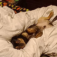 Rocky is registered to the contest to win money with this photo: bedroom, black, blanket, brown, comfort, container, cozy, cup, dog, domestic, fabric, fur, household, indoor, lying_down, pet, relaxed, resting, sleepy, soft