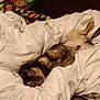 bedroom, black, blanket, brown, comfort, container, cozy, cup, dog, domestic, fabric, fur, household, indoor, lying_down, pet, relaxed, resting, sleepy, soft