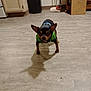 Rocky joined the competition — help win amazing prizes! animal, black, broom, brown, cabinet, cute, dog, dustpan, ears, floor, fur, indoor, jacket, kitchen, pet, shadow, small_dog, standing, tile_floor, trash_bin