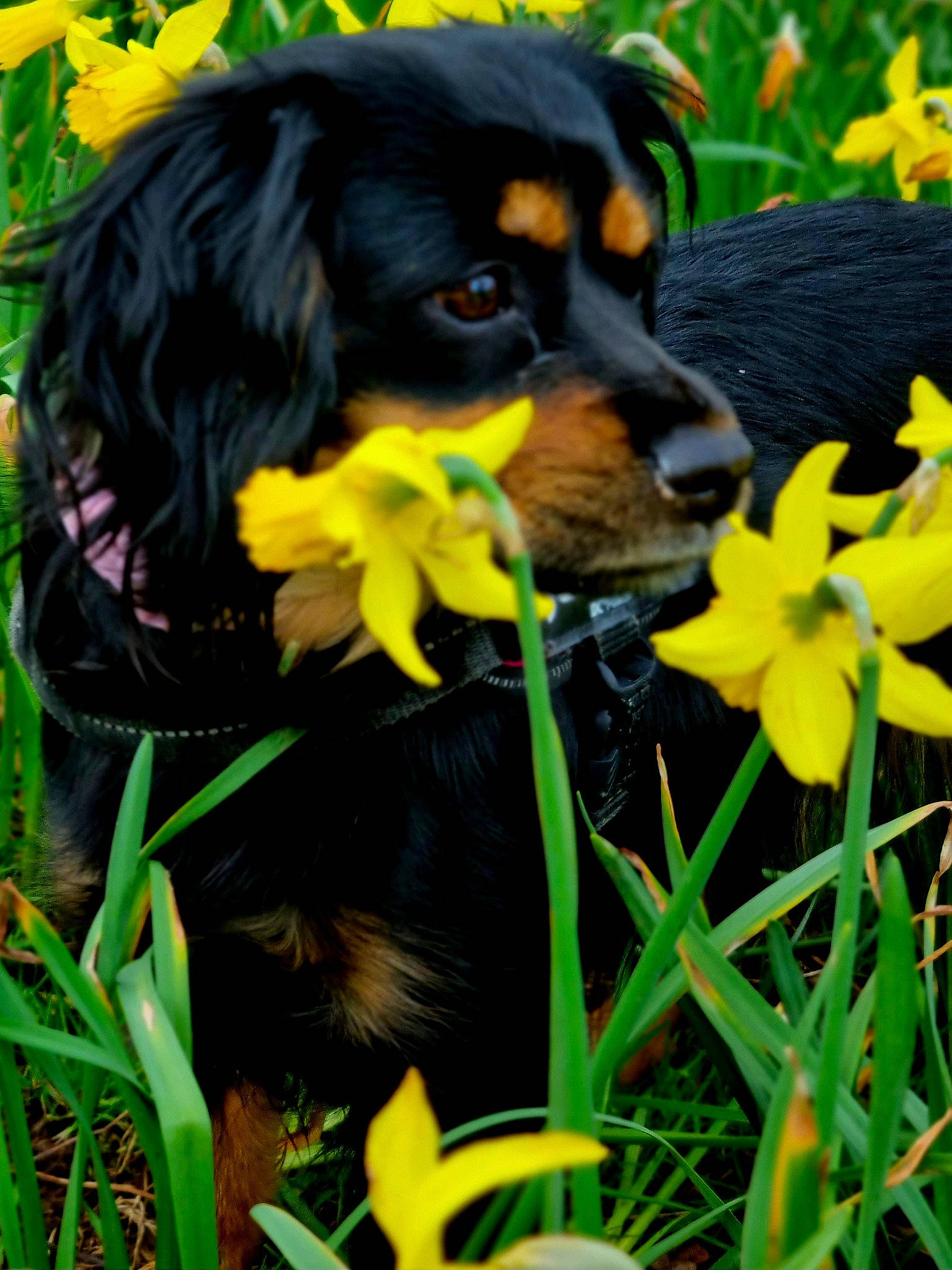 Belle is registered to the contest to win money with this photo: annual_plant, botany, canidae, carnivore, companion_dog, dog, dog_breed, flower, flowering_plant, grass, green, liver, petal, plant, spaniel, sporting_group, terrestrial_plant, vertebrate, working_animal, yellow