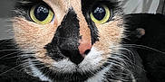 Bonnie is registered to the contest to win money with this photo: animal, black, calico, cat, close_up, curious, eyes, face, feline, fur, indoor, nose, orange, pet, portrait, shadow, soft_fur, whiskers, white