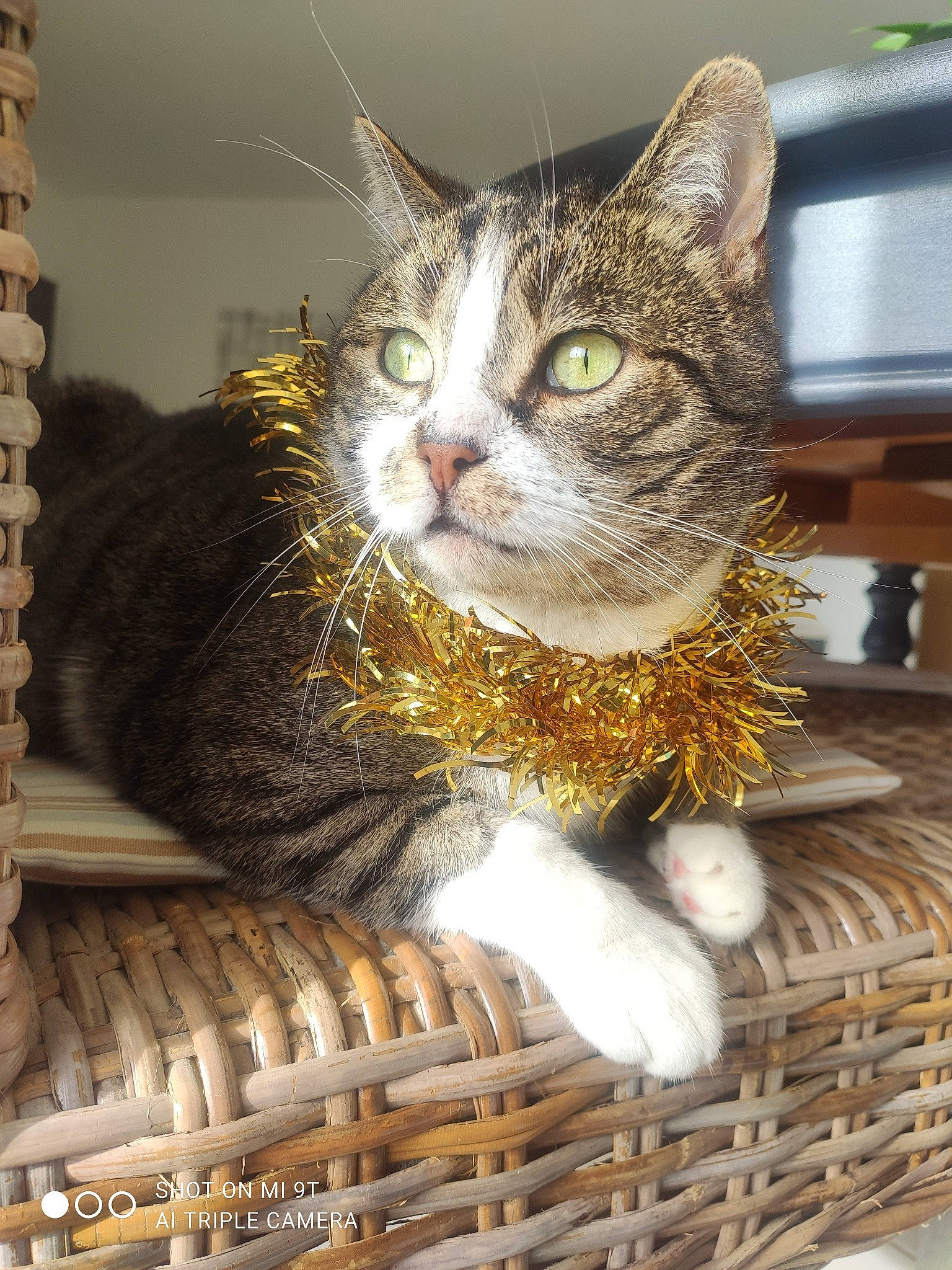 Gémini a rejoint le concours — aidez-le/la à gagner de superbes lots ! basket, carnivore, cat, cat_supply, computer_monitor, domestic_short_haired_cat, felidae, fur, paw, pet_supply, shelf, sitting, small_to_medium_sized_cats, snout, tail, whiskers, wicker