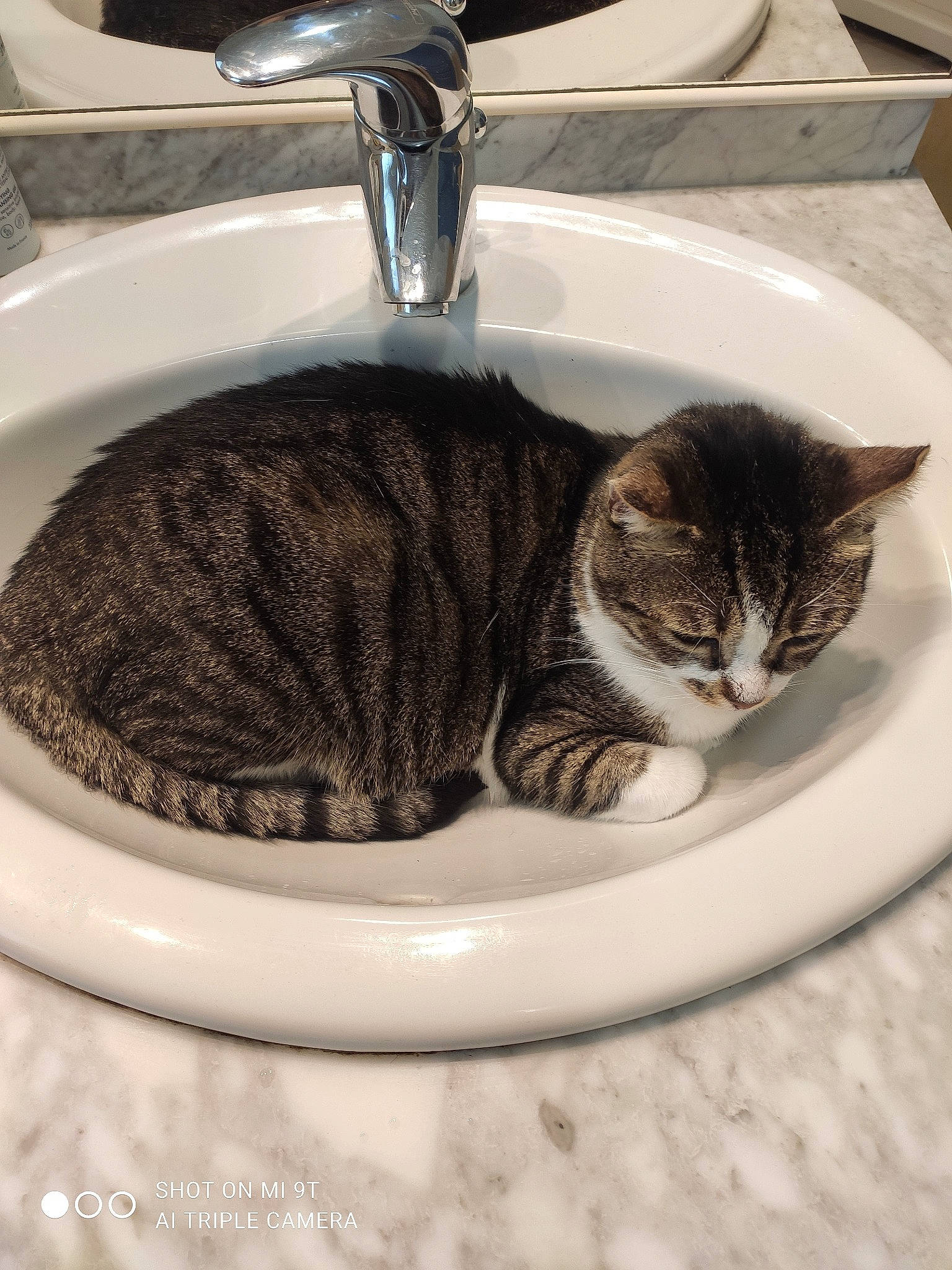 Gémini participe au concours pour gagner de l'argent avec cette photo : bathroom, black, brown, carnivore, cat, comfort, domestic_short_haired_cat, felidae, fluid, fur, plumbing, plumbing_fixture, rectangle, sink, small_to_medium_sized_cats, tail, tap, whiskers, white, window
