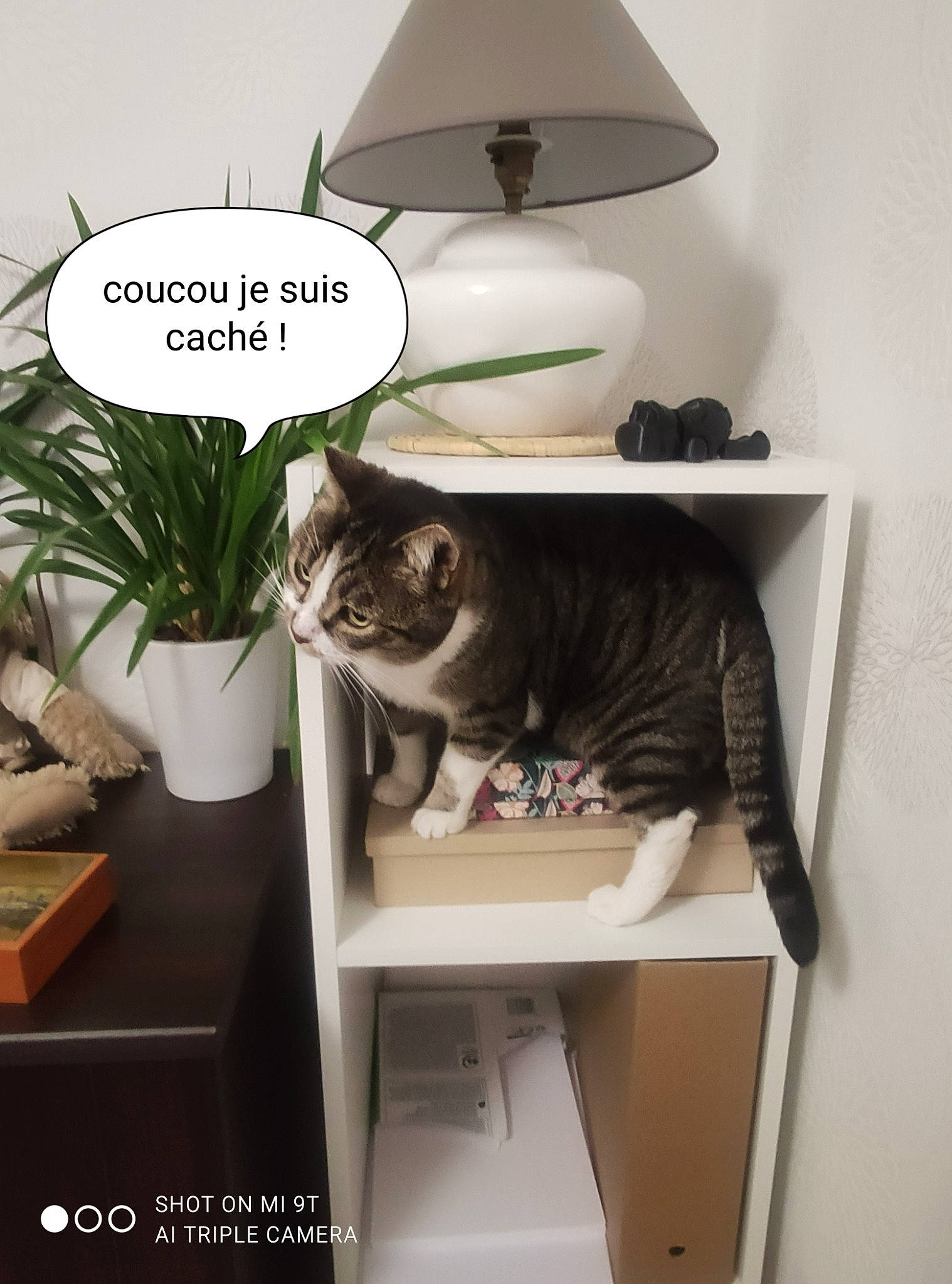 Gémini a rejoint le concours — aidez-le/la à gagner de superbes lots ! carnivore, cat, comfort, felidae, flowerpot, font, fur, home_accessories, houseplant, lamp, lampshade, monochrome_photography, photo_caption, plant, room, shelf, shelving, small_to_medium_sized_cats, stairs, whiskers