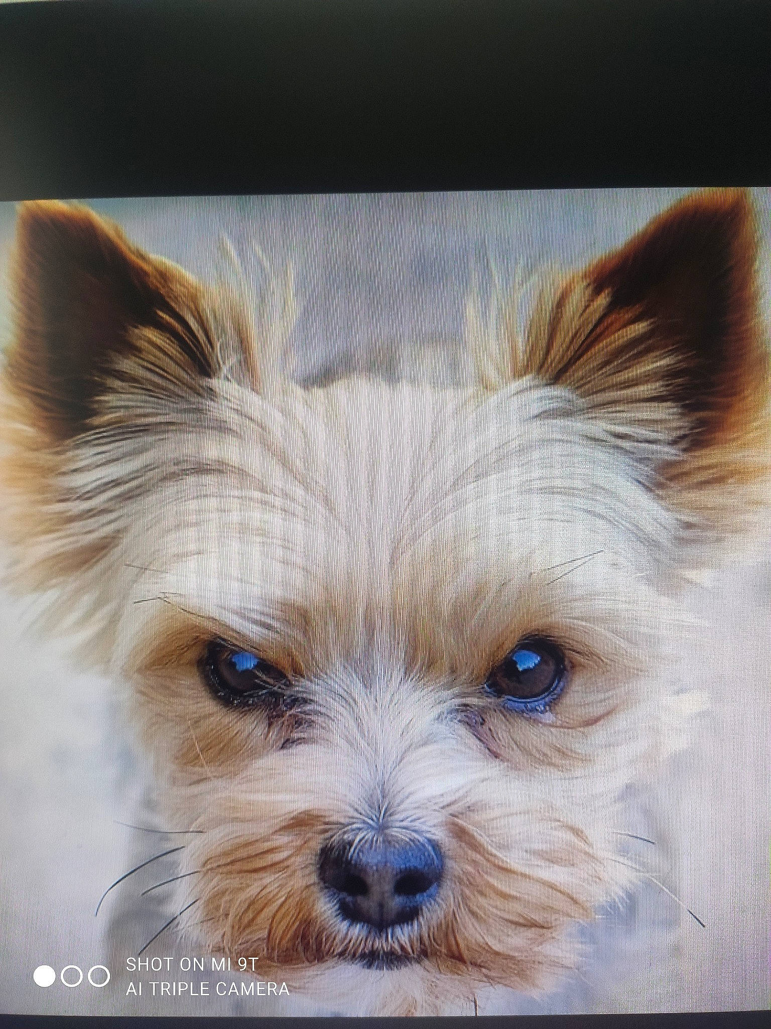 Toto a rejoint le concours — aidez-le/la à gagner de superbes lots ! canidae, carnivore, companion_dog, dog, dog_breed, dog_supply, fawn, fur, liver, rectangle, small_terrier, snout, sporting_group, terrestrial_animal, terrier, toy_dog, whiskers, working_animal