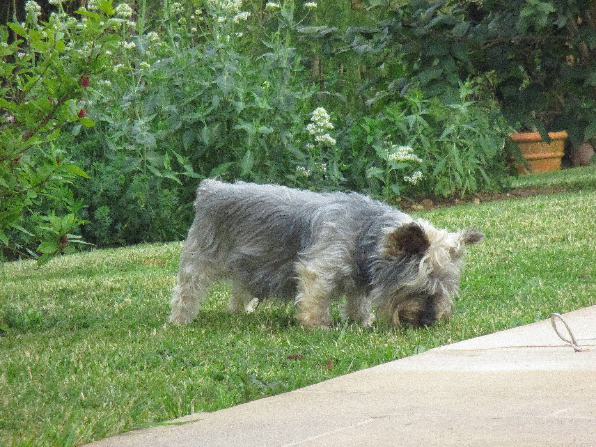 Toto participe au concours pour gagner de l'argent avec cette photo : canidae, carnivore, companion_dog, dog, dog_breed, fawn, giant_dog_breed, grass, groundcover, plant, schnauzer, small_terrier, snout, sporting_group, tail, terrestrial_animal, terrier, water_dog, working_animal, working_dog
