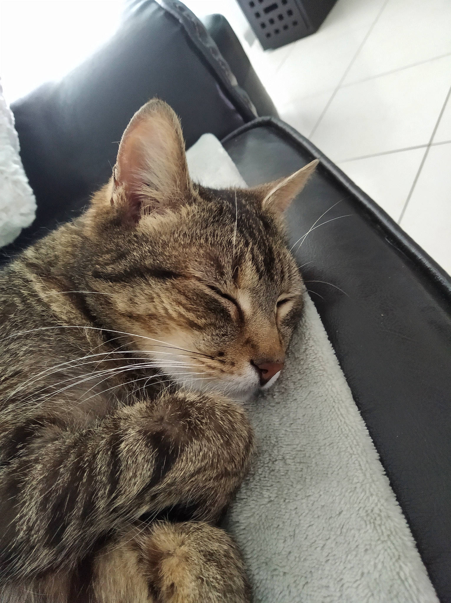 Bubulle a rejoint le concours — aidez-le/la à gagner de superbes lots ! carnivore, cat, claw, comfort, domestic_short_haired_cat, felidae, fur, metal, paw, sitting, small_to_medium_sized_cats, tail, terrestrial_animal, tree, whiskers, window, wood