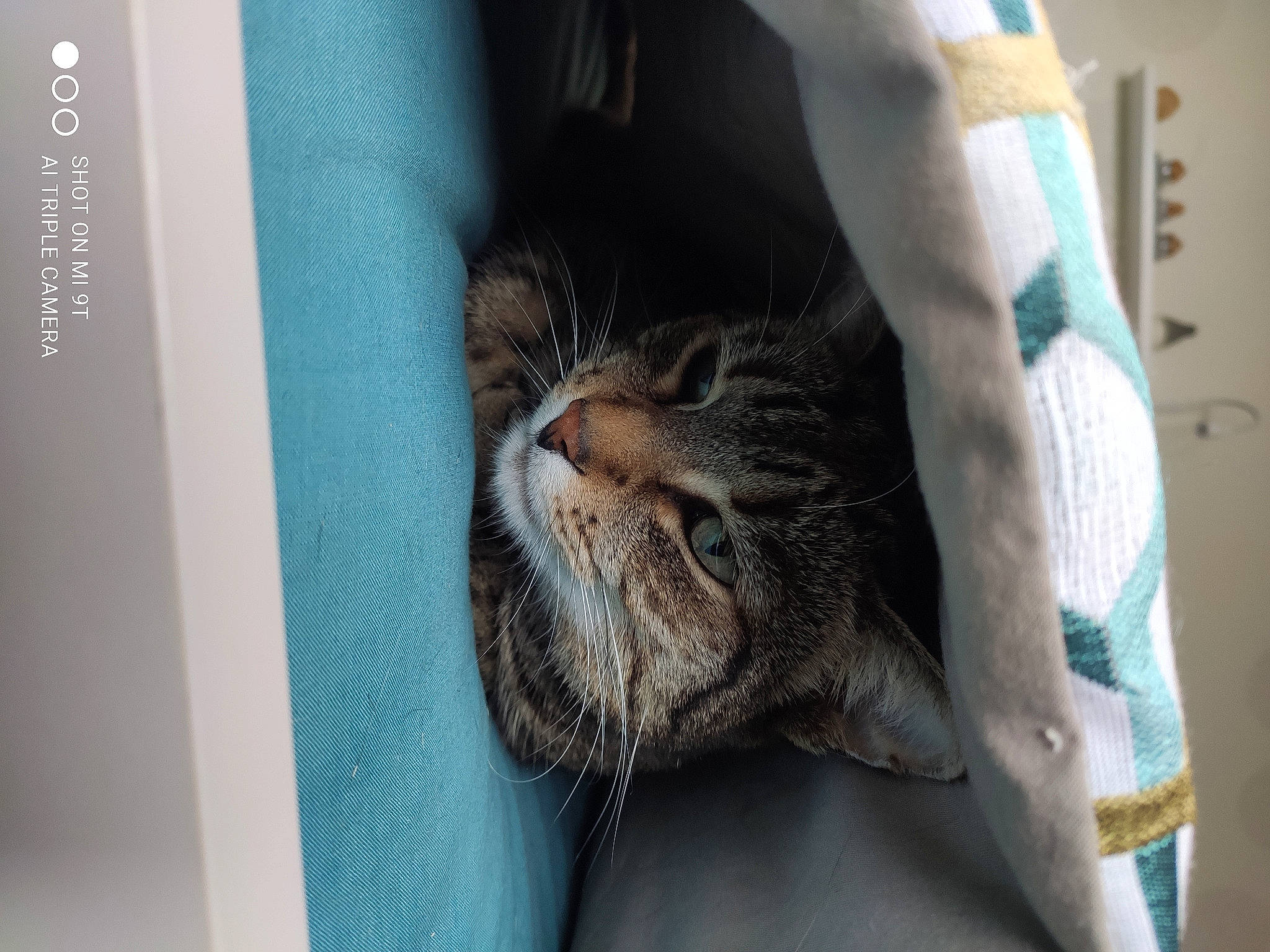 Bubulle participe au concours pour gagner de l'argent avec cette photo : carnivore, cat, claw, comfort, domestic_short_haired_cat, eye, fawn, felidae, fur, hair, nap, nose, paw, small_to_medium_sized_cats, snout, terrestrial_animal, whiskers, wildlife, window, wrinkle