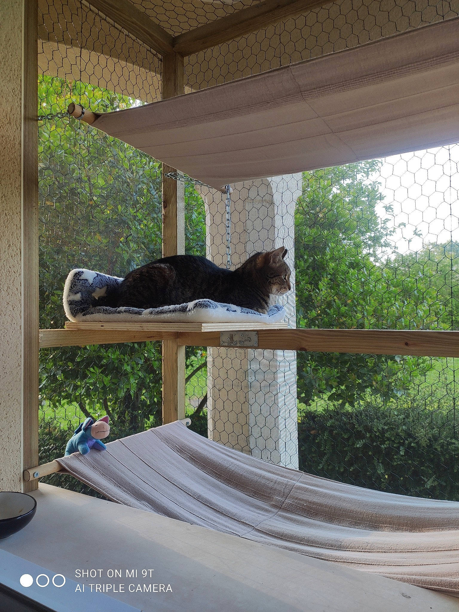 Bubulle participe au concours pour gagner de l'argent avec cette photo : building, carnivore, cat, felidae, grass, hardwood, house, leisure, plant, roof, room, shade, shadow, small_to_medium_sized_cats, tail, tints_and_shades, tree, window, wood, wood_stain