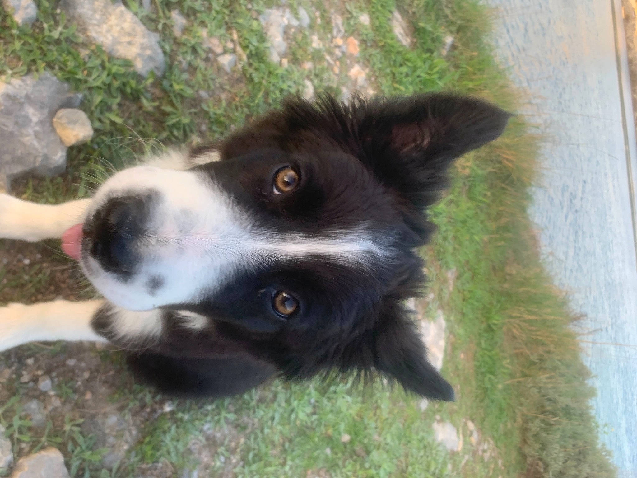 Zyva a rejoint le concours — aidez-le/la à gagner de superbes lots ! borador, border_collie, canidae, carnivore, companion_dog, dog, dog_breed, fur, grass, herding_dog, snout, sporting_group, terrestrial_animal, whiskers, working_animal, working_dog