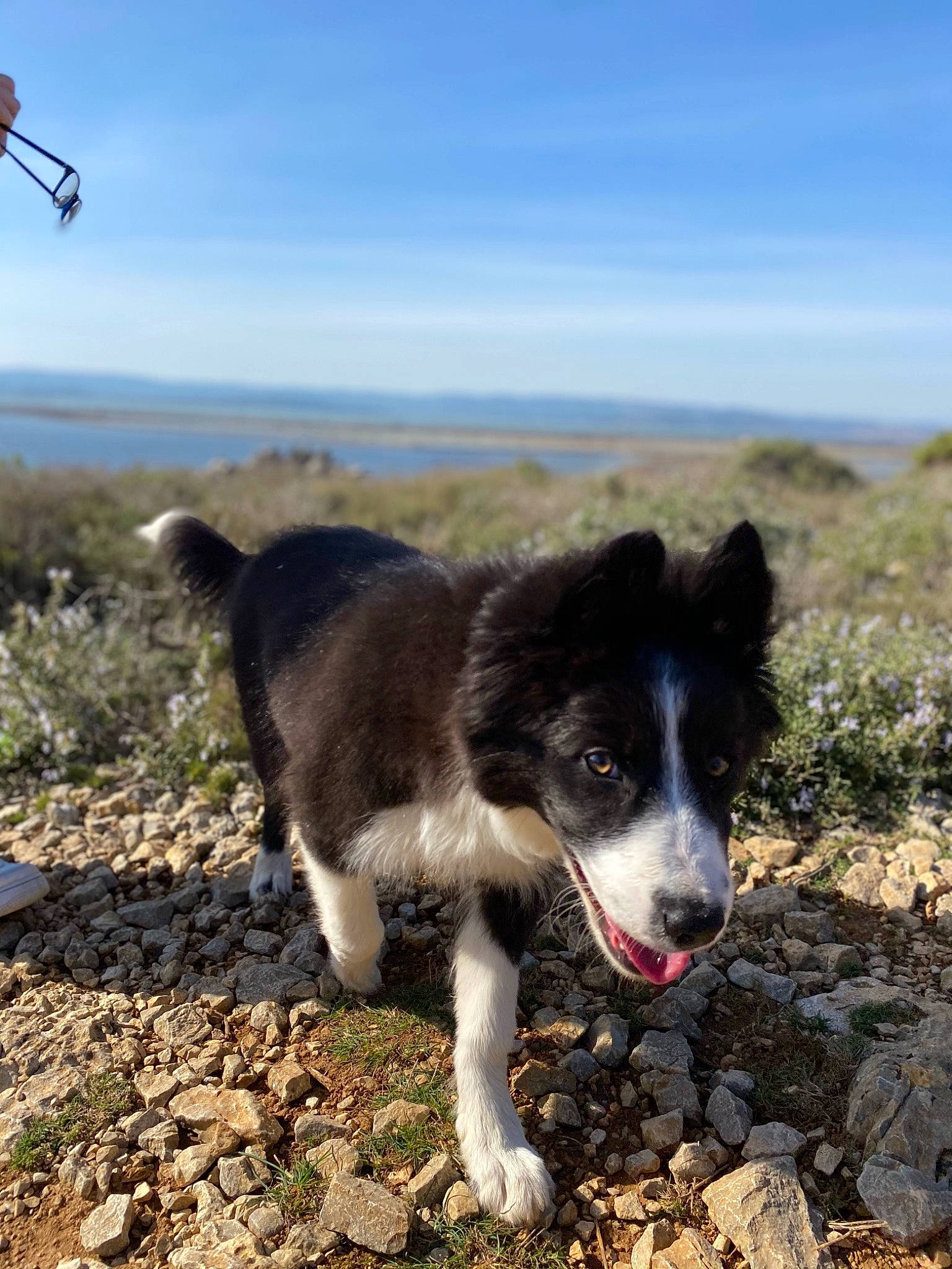 Zyva a rejoint le concours — aidez-le/la à gagner de superbes lots ! aircraft, border_collie, canidae, carnivore, cloud, companion_dog, dog, dog_breed, grass, grassland, herding_dog, hunting_dog, landscape, plant, sky, soil, sporting_group, working_animal, working_dog