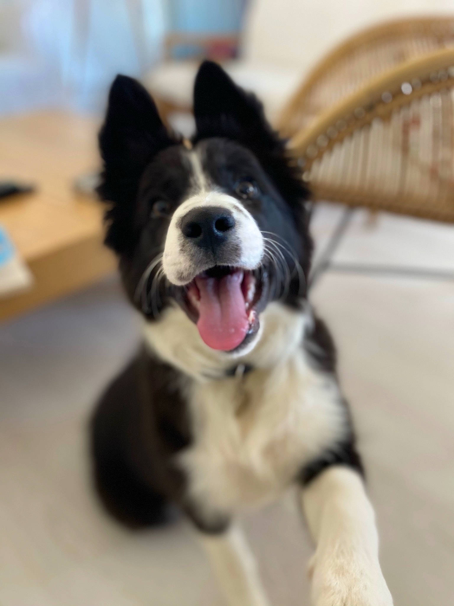 Zyva participe au concours pour gagner de l'argent avec cette photo : ball, border_collie, canidae, carnivore, collar, companion_dog, dog, dog_breed, dog_collar, dog_toy, fur, guard_dog, herding_dog, paw, snout, sporting_group, terrestrial_animal, whiskers, working_animal, working_dog