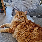 Tigrou a rejoint le concours — aidez-le/la à gagner de superbes lots ! animal, cat, couch, cozy, domestic, fan, fluffy, fur, furniture, gray_couch, home, indoor, living_room, orange_cat, pet, plant, relaxed, resting, window, wooden_table