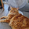 animal, cat, couch, cozy, domestic, fan, fluffy, fur, furniture, gray_couch, home, indoor, living_room, orange_cat, pet, plant, relaxed, resting, window, wooden_table