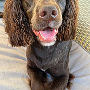 Dexter is registered to the contest to win money with this photo: dog, brown_dog, golden_eyes, crossed_paws, outdoor, cushion, chair, happy, pet, canine, fur, portrait, closeup, animal, friendly, looking_at_camera, tongue_out, relaxed, sunlight, ears