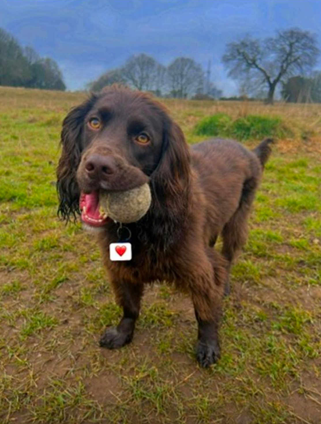 Dexter is registered to the contest to win money with this photo: dog, tennis_ball, grass, field, outdoor, pet, mammal, collar, heart_tag, brown_fur, canine, playful, animal, ears, mouth, fur, eyes, tail, nature, daytime