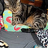 Snickers is registered to the contest to win money with this photo: animal, bedroom, brush, cat, closeup, cozy, fabric, fur, indoor, lemon_pattern, pattern, paw, pet, resting, scratching_post, shrimp_pattern, sleeping, tabby, tail, whiskers