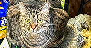 Snickers joined the competition — help win amazing prizes! animal, box, cardboard_box, cat, close_up, clutter, container, curious, domestic, feline, fur, indoor, looking_up, pet, sitting, tabby, trash_bag, variety_pack, whiskers, yellow_eyes