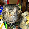 animal, box, cardboard_box, cat, close_up, clutter, container, curious, domestic, feline, fur, indoor, looking_up, pet, sitting, tabby, trash_bag, variety_pack, whiskers, yellow_eyes
