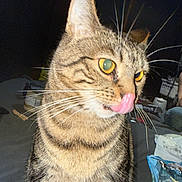Snickers joined the competition — help win amazing prizes! animal, background, cat, close_up, clutter, domestic, face, feline, flash, fur, golden_eyes, indoor, licking, mammal, night, pet, portrait, tabby, tongue, whiskers