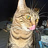 animal, background, cat, close_up, clutter, domestic, face, feline, flash, fur, golden_eyes, indoor, licking, mammal, night, pet, portrait, tabby, tongue, whiskers