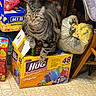 Snickers is registered to the contest to win money with this photo: animal, box, cat, curious, feline, floor_tiles, food, fruit_barrels, household, indoor, kitchen_floor, packaging, pet, plastic_bag, popcorn, snacks, storage, tabby, variety_pack, wooden_chair