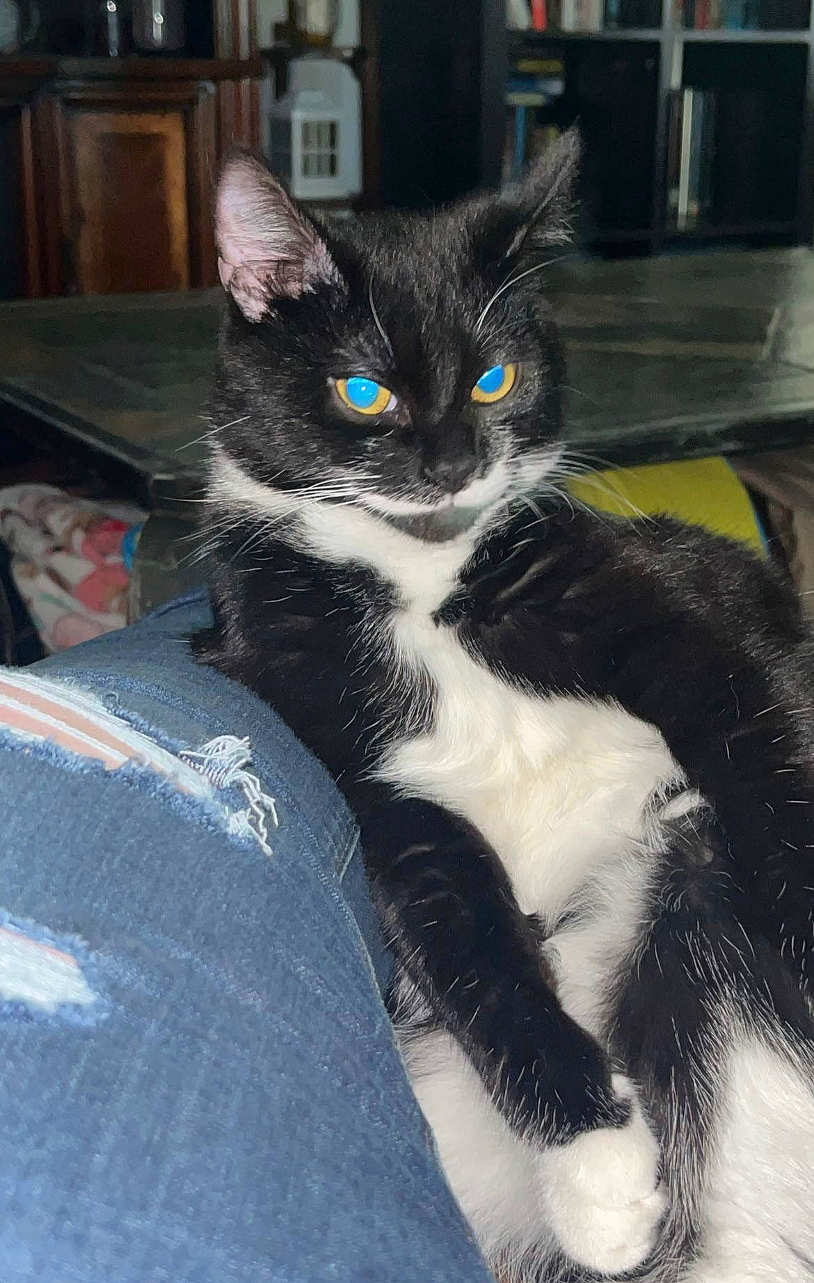 Gomez is registered to the contest to win money with this photo: black_cat, carnivore, cat, cat_supply, claw, comfort, domestic_short_haired_cat, eye, felidae, fur, head, iris, linens, paw, sitting, small_to_medium_sized_cats, snout, tail, whiskers