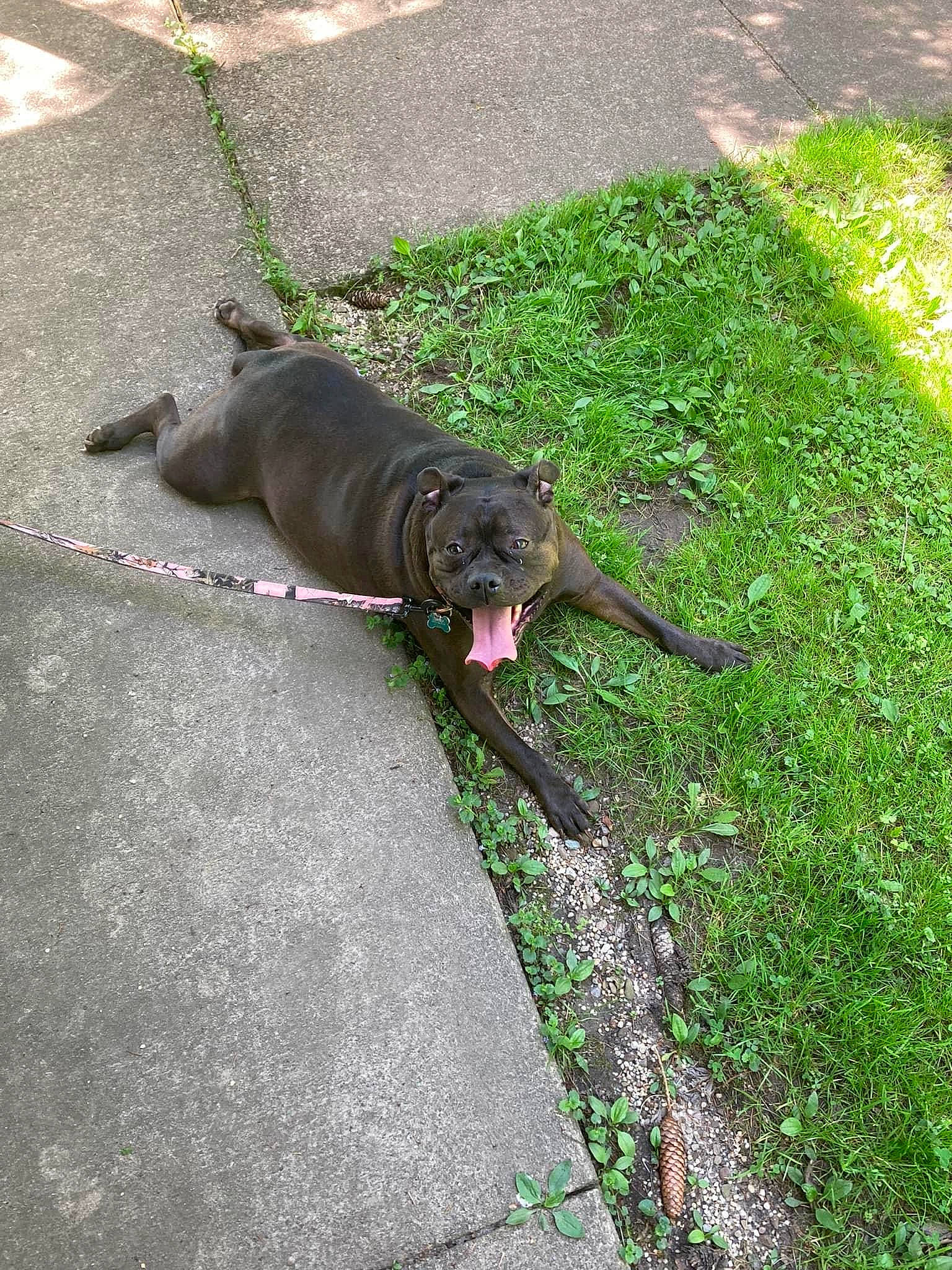 Lily joined the competition — help win amazing prizes! asphalt, canidae, carnivore, collar, companion_dog, dog, dog_breed, dog_collar, fashion_accessory, fawn, grass, groundcover, leash, liver, pet_supply, plant, road_surface, sporting_group, tail, working_animal