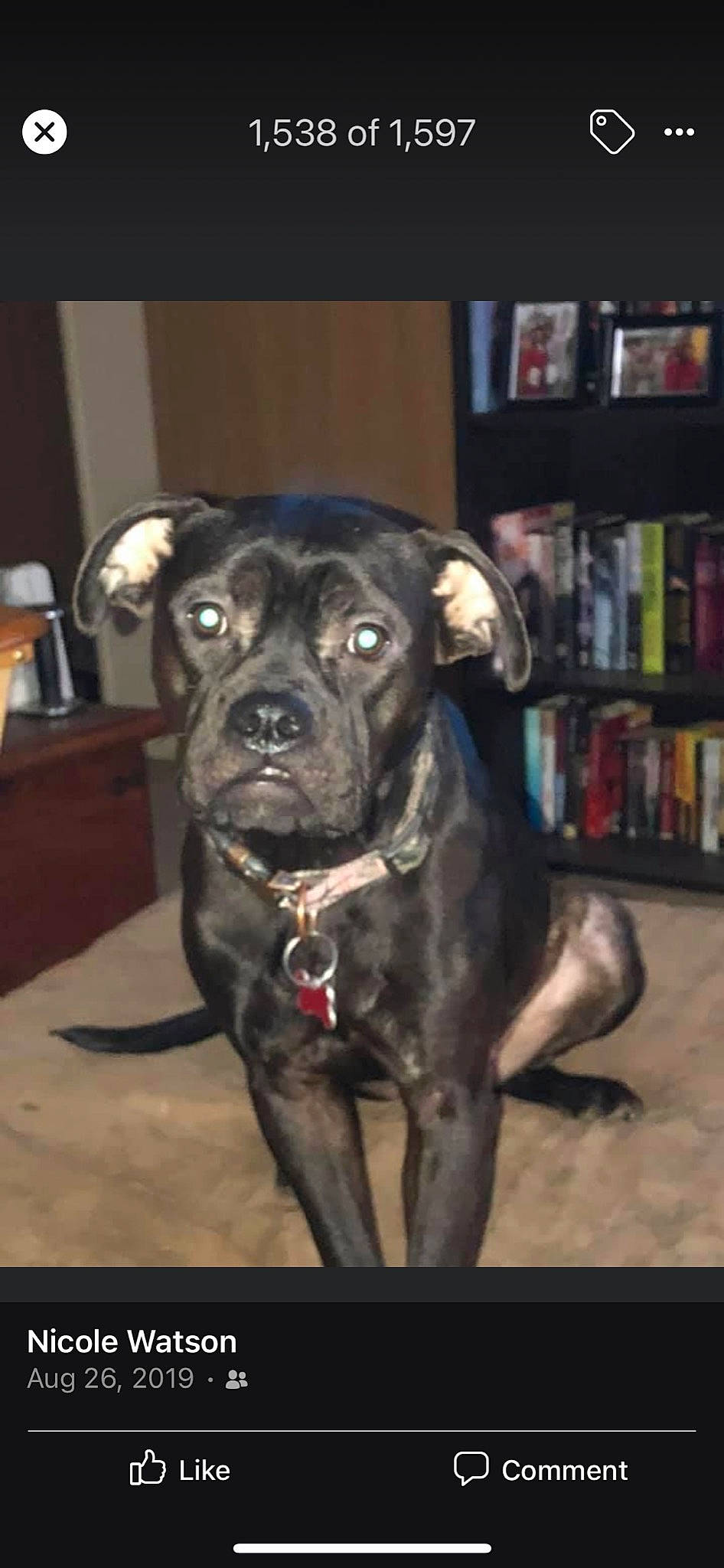 Lily joined the competition — help win amazing prizes! bookcase, borador, canidae, carnivore, companion_dog, dog, dog_breed, dog_collar, fawn, fur, guard_dog, publication, shelf, shelving, sporting_group, toy_dog, whiskers, working_animal, working_dog, wrinkle