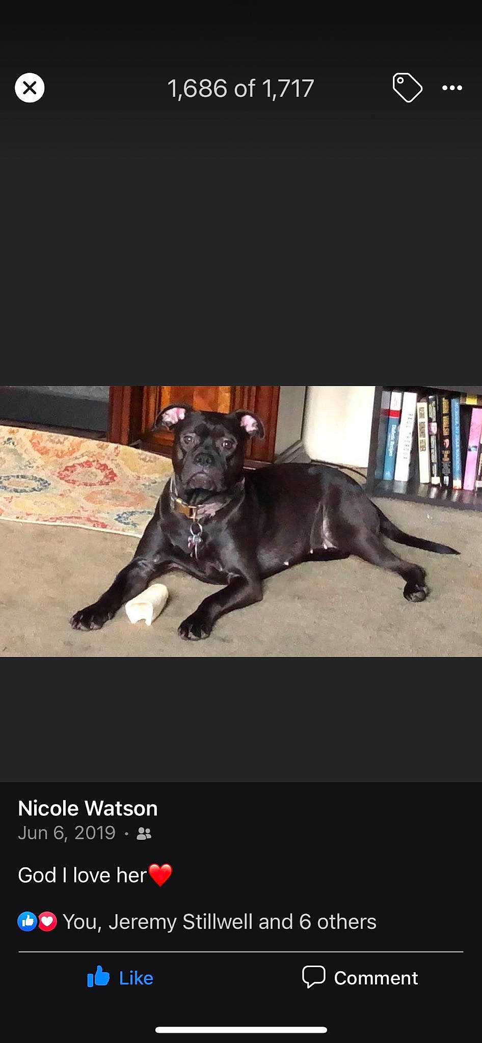 Lily is registered to the contest to win money with this photo: bookcase, canidae, carnivore, companion_dog, darkness, dog, dog_breed, dog_collar, font, guard_dog, liver, photo_caption, shelf, working_animal