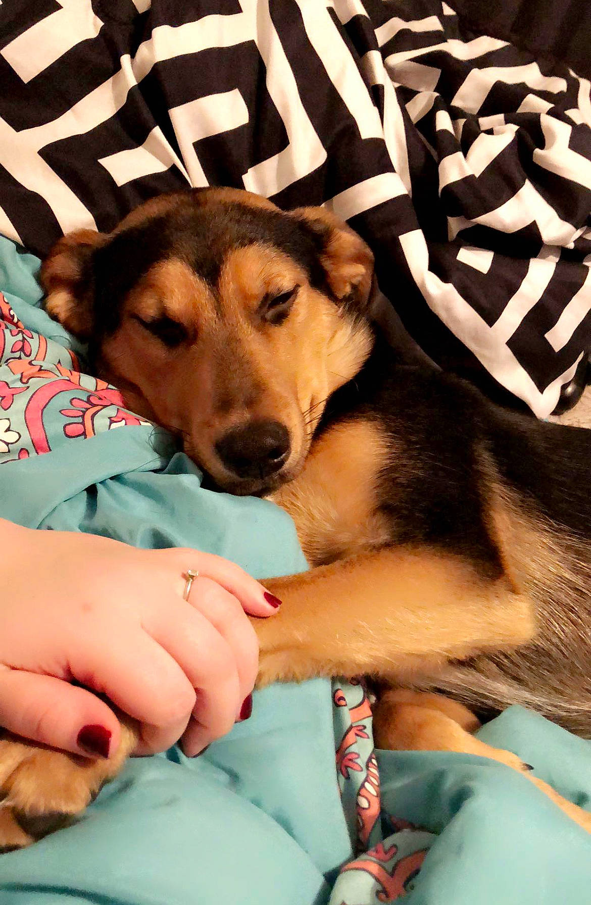 Oliver joined the competition — help win amazing prizes! canidae, carnivore, comfort, companion_dog, dog, dog_breed, dog_supply, fawn, fun, fur, happy, human_leg, linens, paw, sitting, sporting_group, thigh, working_animal