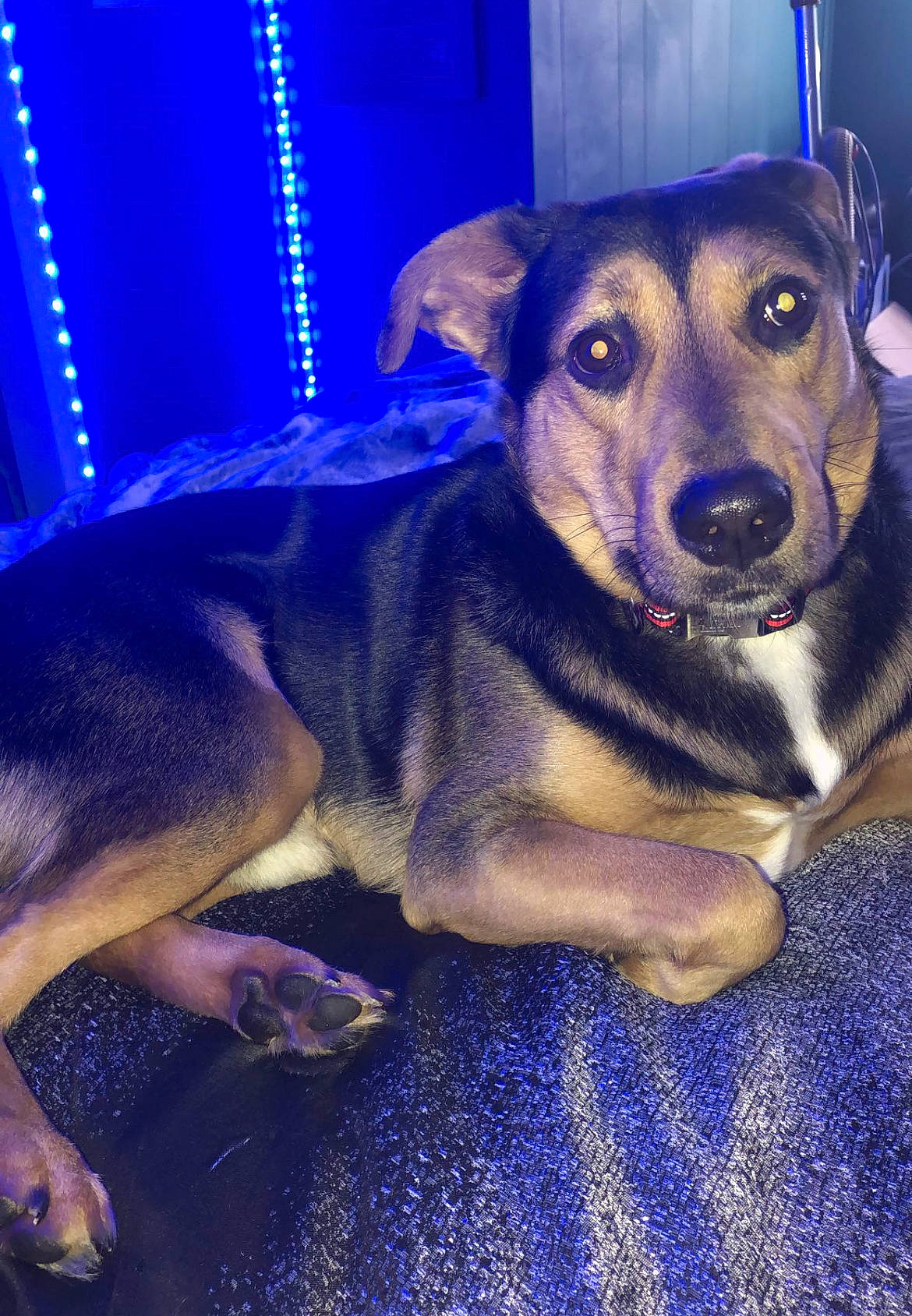 Oliver joined the competition — help win amazing prizes! blue, canidae, carnivore, companion_dog, dog, dog_breed, dog_clothes, electric_blue, event, fawn, fur, guard_dog, night, purple, snout, whiskers, working_animal