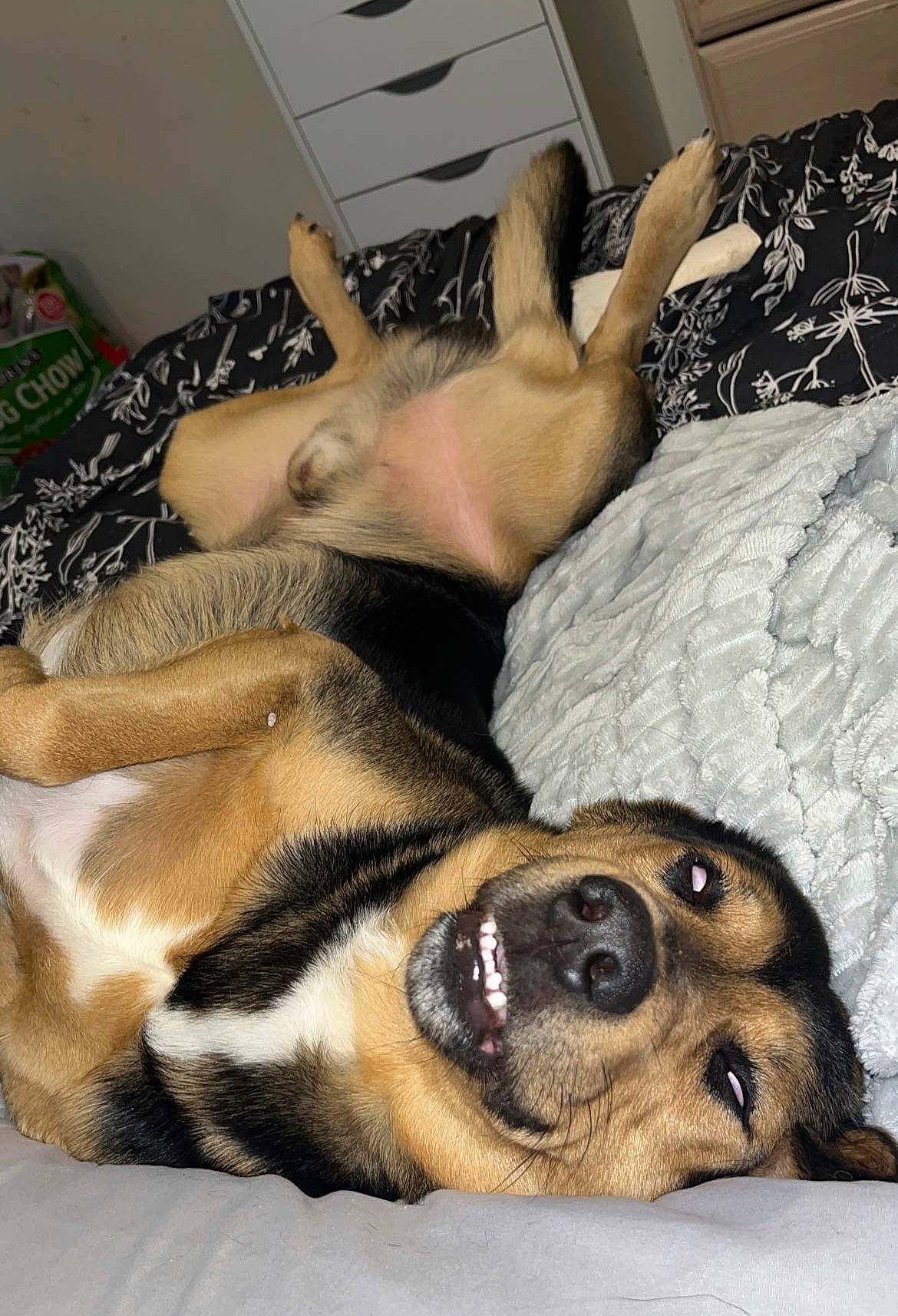 Oliver joined the competition — help win amazing prizes! canidae, carnivore, comfort, companion_dog, couch, dog, dog_breed, dog_supply, fawn, flooring, fur, nap, paw, sleep, snout, sporting_group, terrestrial_animal, whiskers, working_dog