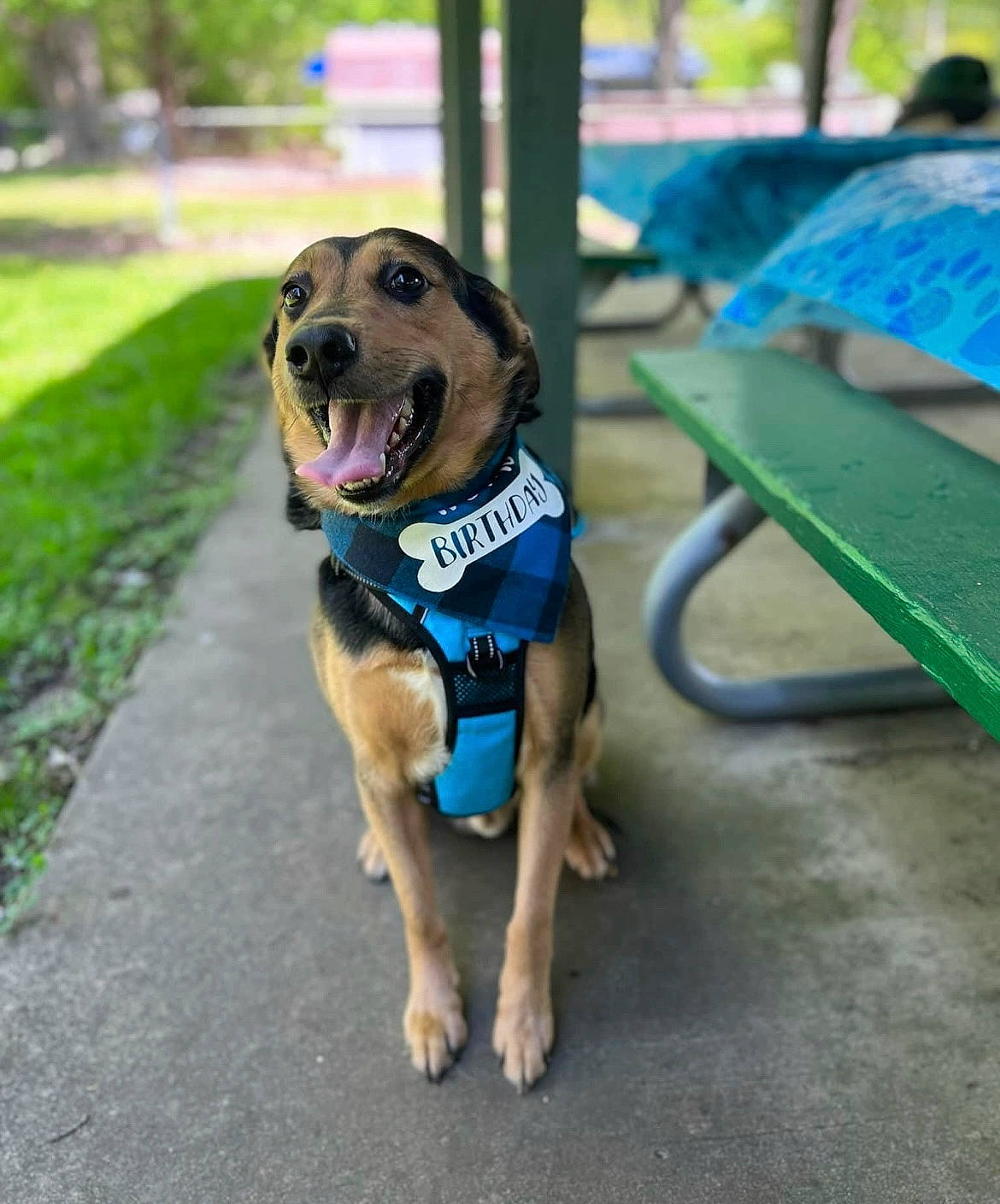 Oliver is registered to the contest to win money with this photo: canidae, carnivore, collar, companion_dog, dog, dog_breed, dog_collar, dog_supply, electric_blue, fawn, flying_disc, grass, leash, outdoor_furniture, pet_supply, plant, recreation, snout, sporting_group, tree