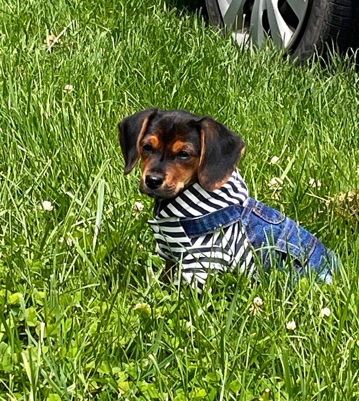 Sebastian is registered to the contest to win money with this photo: canidae, carnivore, companion_dog, dog, dog_breed, fawn, fender, grass, grassland, groundcover, hound, lawn, people_in_nature, plant, prairie, sporting_group, tire, toy_dog, working_animal, working_dog