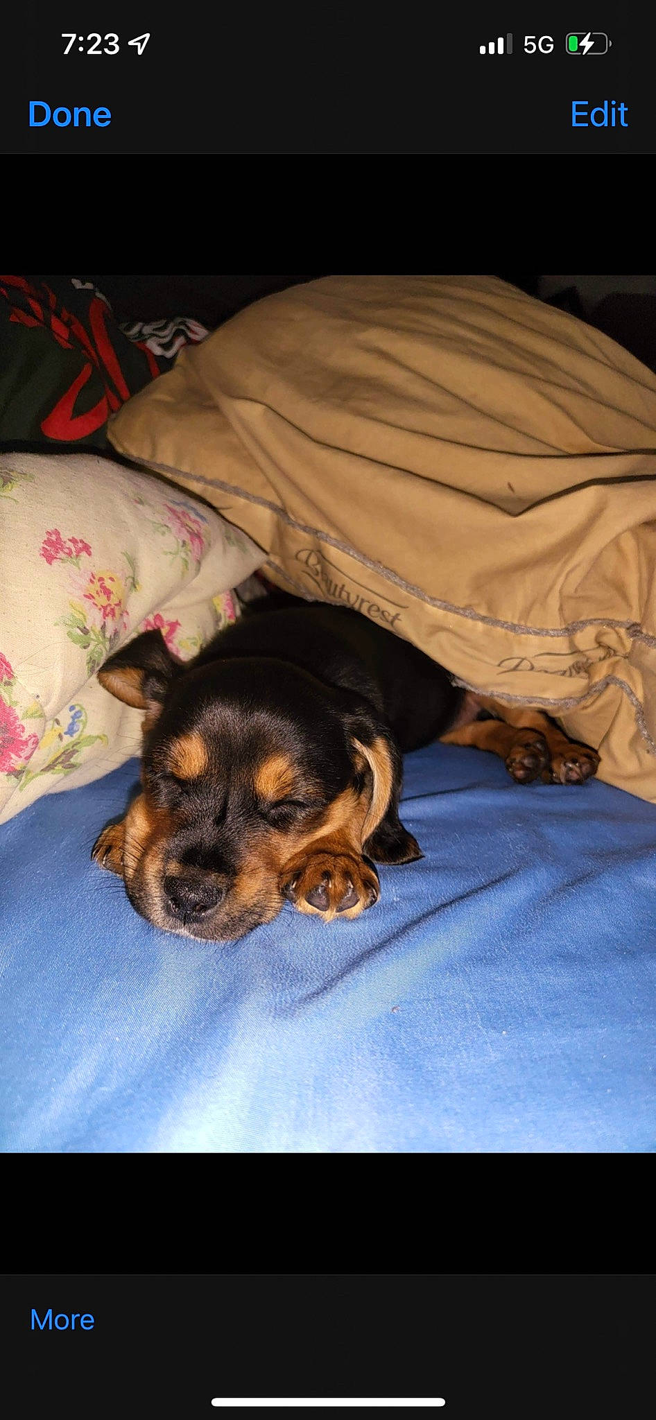 Sebastian joined the competition — help win amazing prizes! bed, bed_sheet, bedding, bedroom, canidae, carnivore, comfort, companion_dog, couch, dog, dog_breed, fur, linens, nap, paw, pillow, sporting_group, textile, toy_dog, whiskers