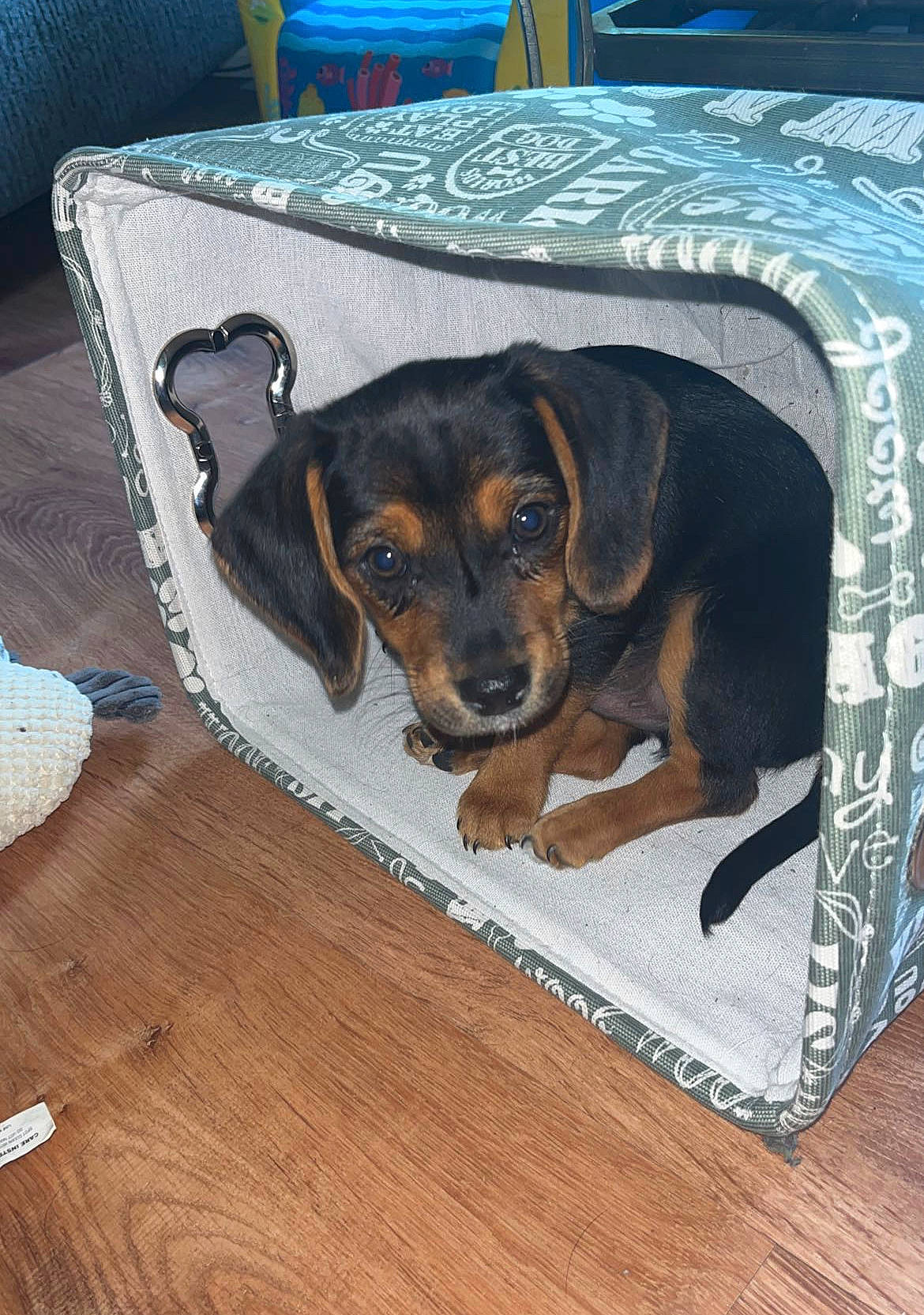 Sebastian joined the competition — help win amazing prizes! blue, canidae, carnivore, comfort, companion_dog, dog, dog_breed, dog_supply, fawn, flooring, hardwood, pet_supply, rectangle, snout, sporting_group, wood, wood_flooring, wood_stain, working_animal, working_dog