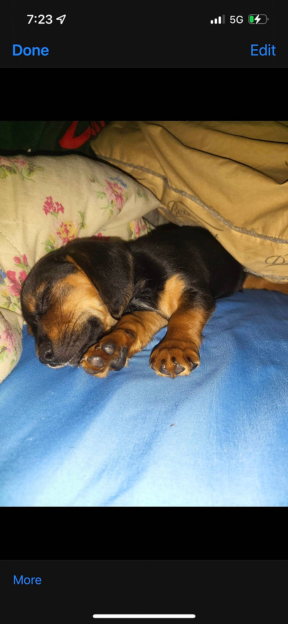Sebastian is registered to the contest to win money with this photo: bed, carnivore, cloud, comfort, companion_dog, dog, dog_breed, electric_blue, fawn, fur, gesture, guard_dog, linens, mammal, paw, sky, sporting_group, toy_dog, vertebrate, whiskers